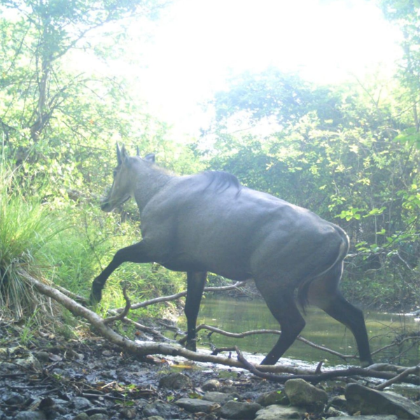Nilgai