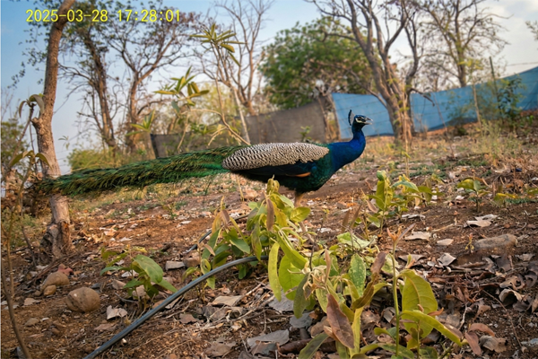 Peacock